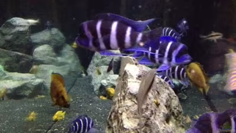 Frontansicht von anton (18)