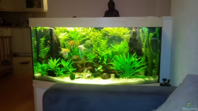 Frontansicht von Bassley (2)