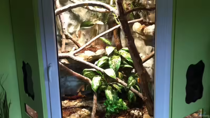 Frontansicht von Betta Chris (7)