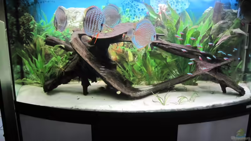 Frontansicht von chrisp (1)