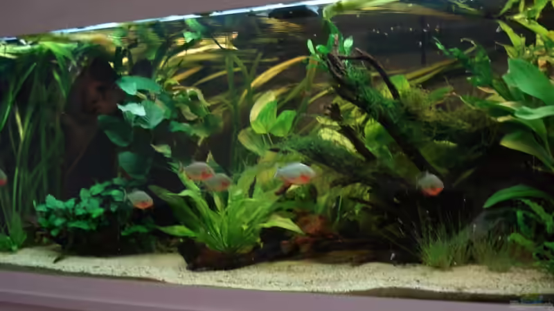 Frontansicht von Crenii (1)