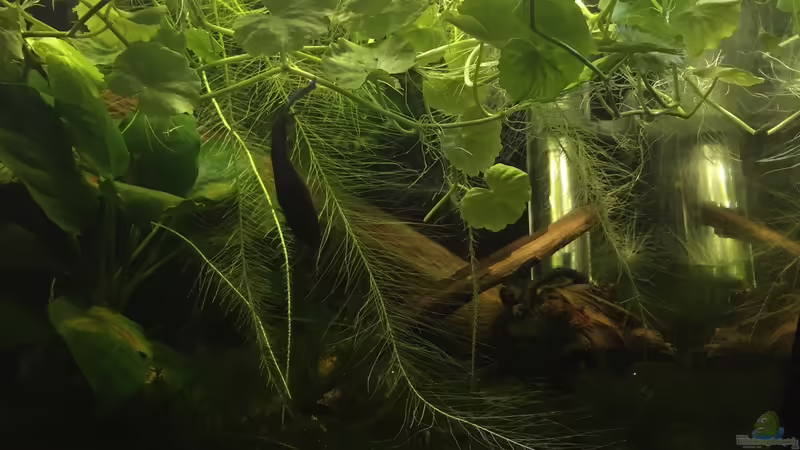 Frontansicht von Danny (2)