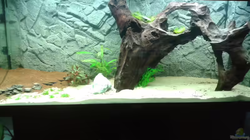 Frontansicht von Deoroller (9)