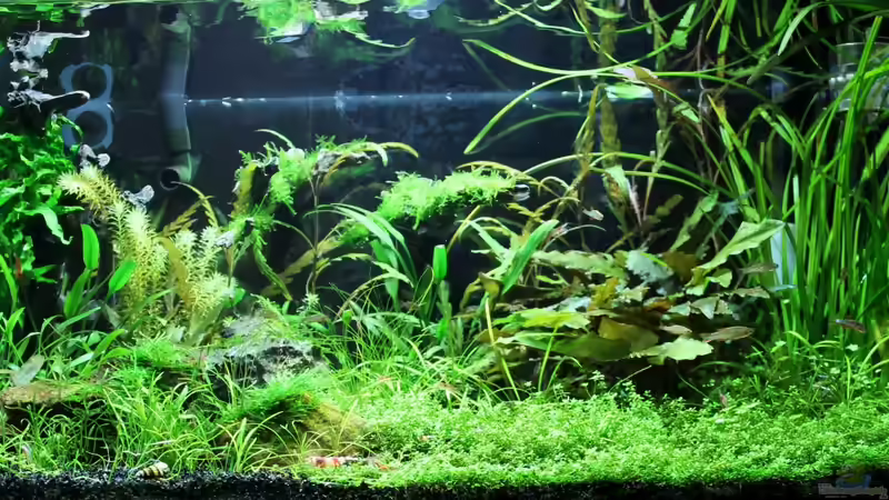 Frontansicht von die Perle... (8)