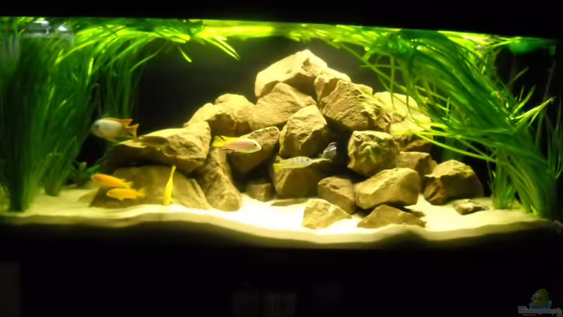 Frontansicht von Flossenbeschauer (1)