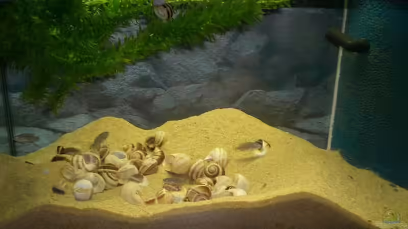 Frontansicht von fungibel (1)