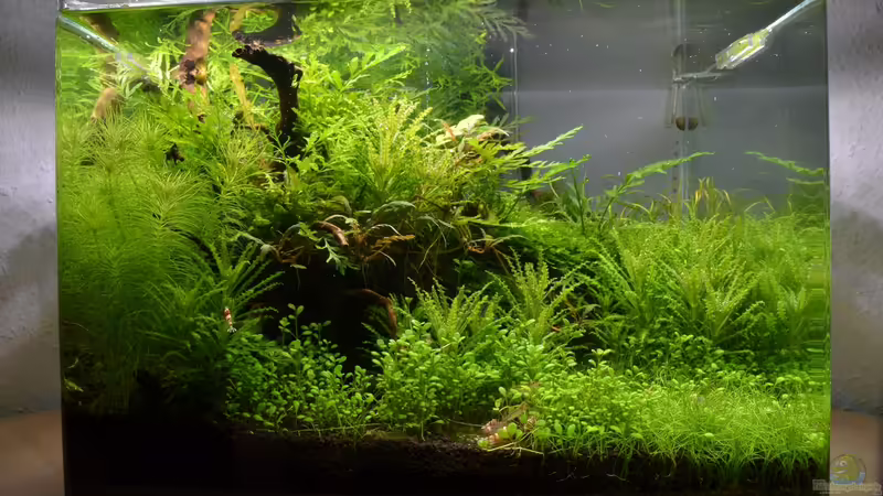 Frontansicht von Gallius (3)