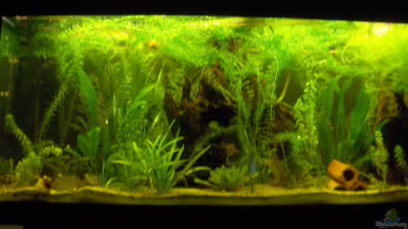 Frontansicht von Gass (1)