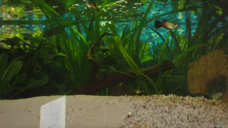 Frontansicht von Henning Brinkmann (2)