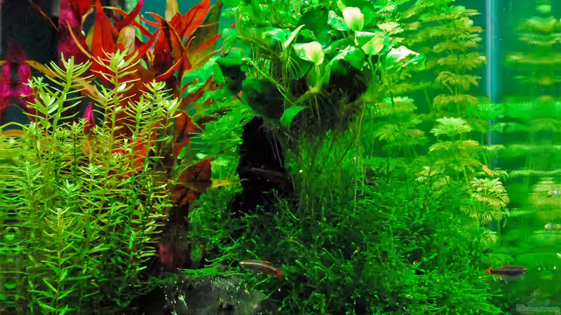 Frontansicht von HorstJansen (4)