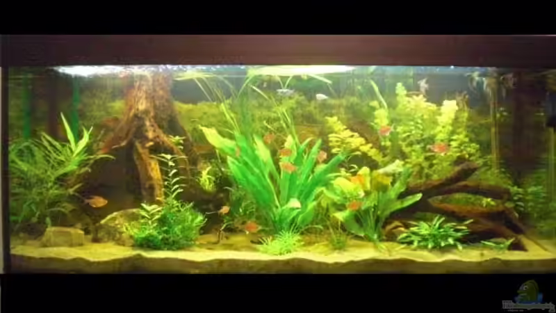 Frontansicht von ~Johny-Foxx~