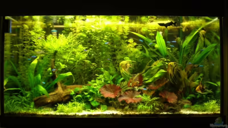 Frontansicht von Jumper (2)