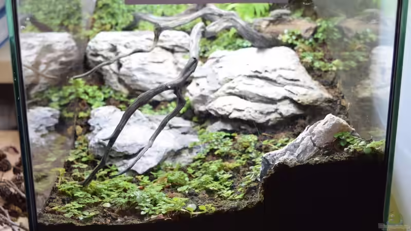 Frontansicht von Junglist (2)