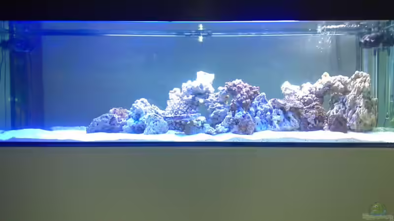 Frontansicht von Korallenriff (1)