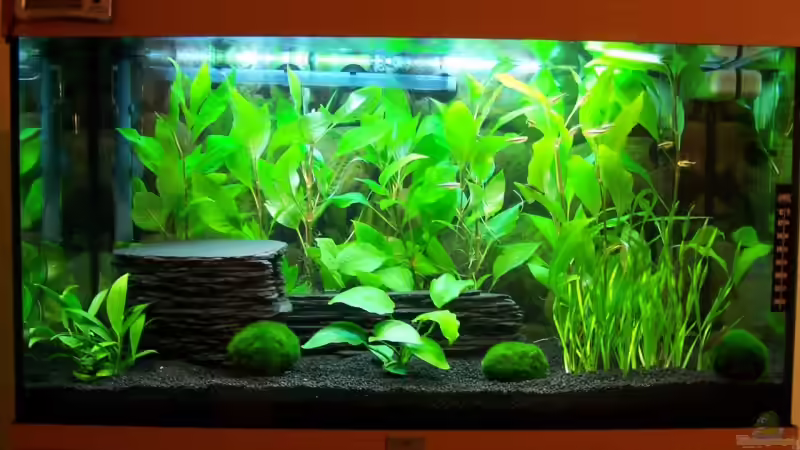 Frontansicht von KoRnViper (3)