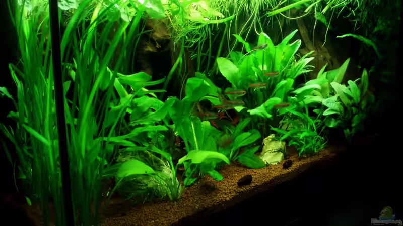 Frontansicht von links 1x15 Watt Beleuchtung 07.08.11 von ~Marco~ (17)