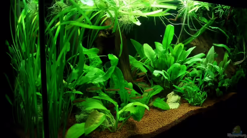 Frontansicht von links 1x15 Watt Beleuchtung 24.07.11 von ~Marco~ (14)