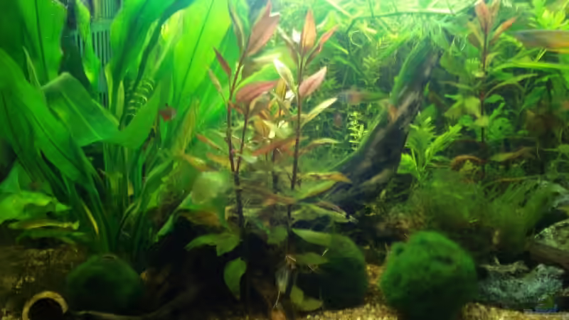 Frontansicht von lunimami (2)