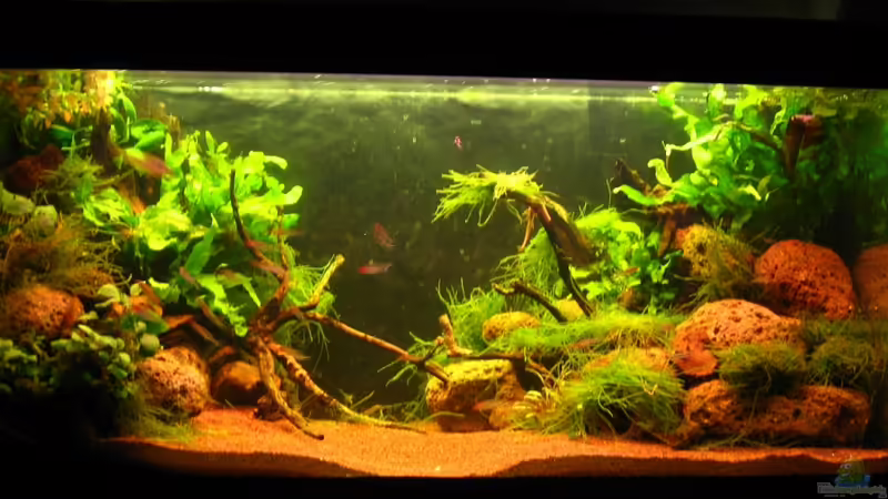 Frontansicht von Manni 13 (1)