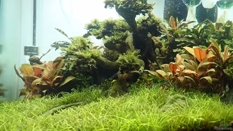 Frontansicht von Mark D.C. (12)