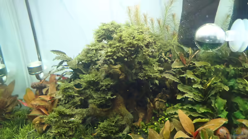 Frontansicht von Mark D.C. (13)