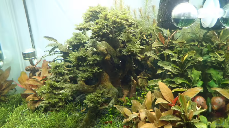 Frontansicht von Mark D.C. (14)