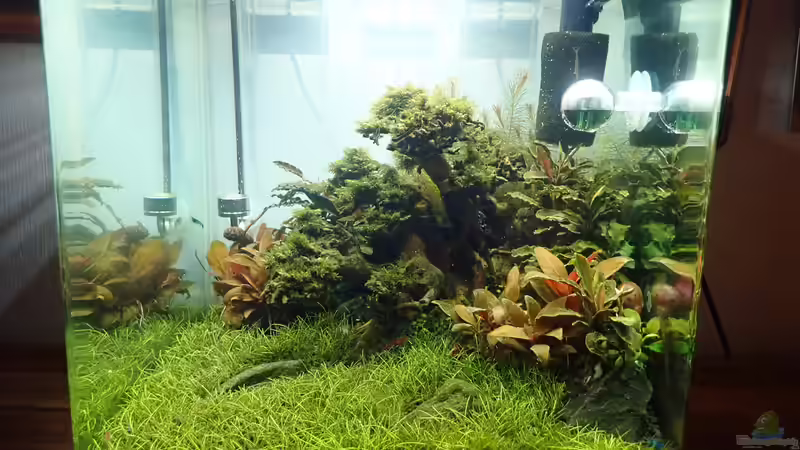 Frontansicht von Mark D.C. (15)