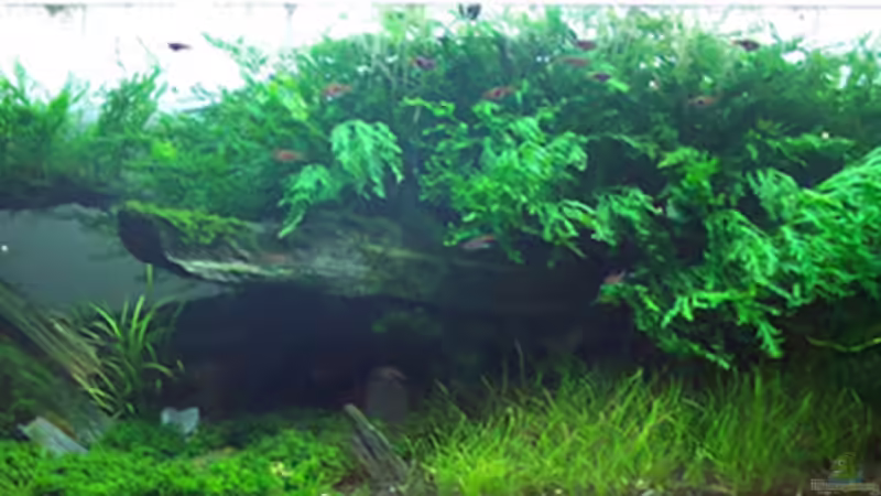 Frontansicht von moosfan (1)