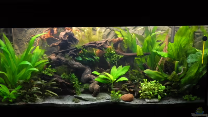 Frontansicht von Nick3 (2)