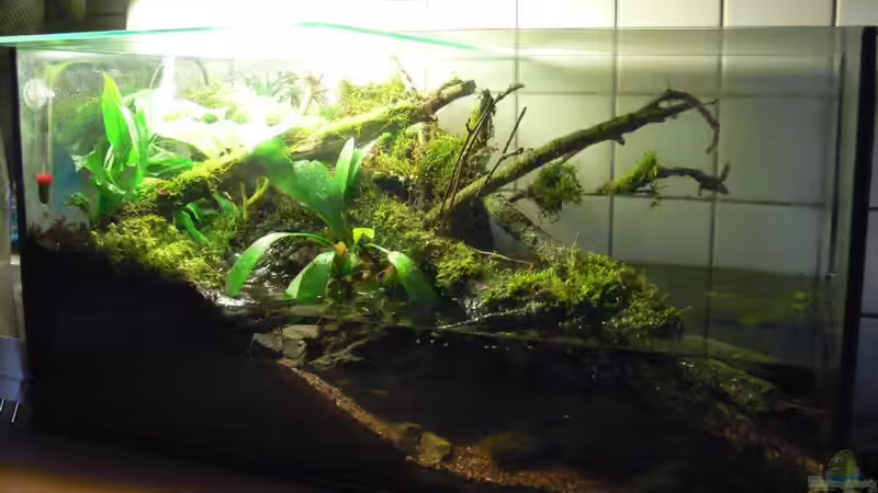 Frontansicht von pat333 (1)