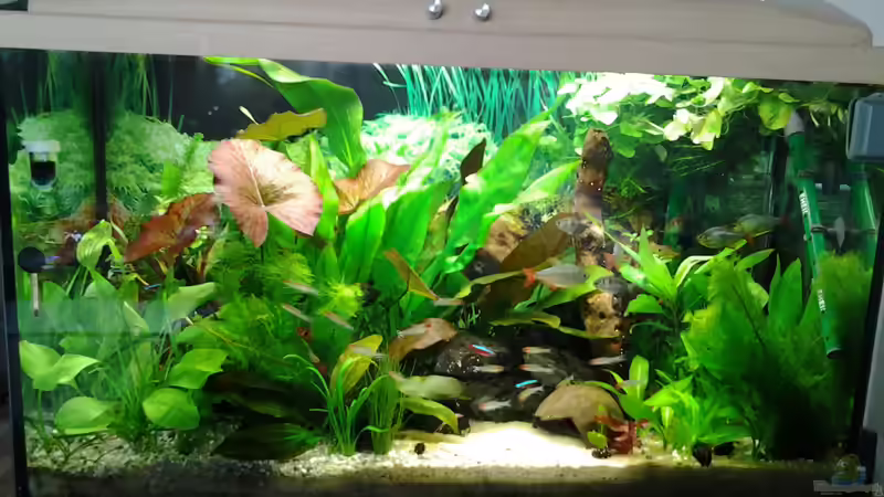 frontansicht von phrankdiddie (4)