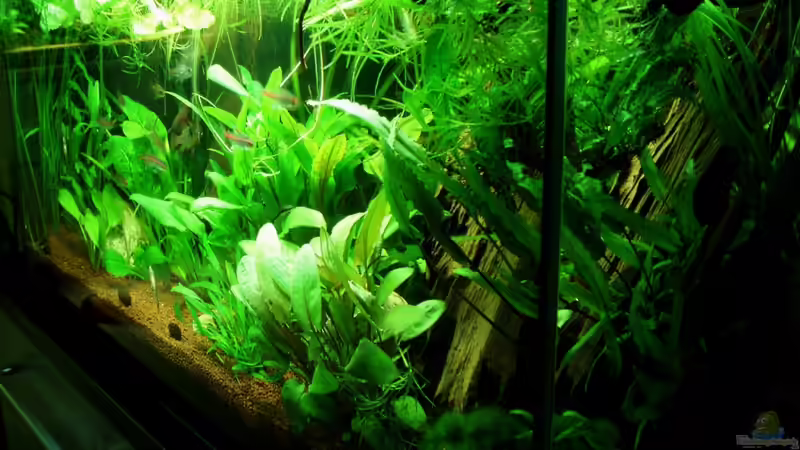 Frontansicht von rechts nach links 07.08.11 von ~Marco~ (32)