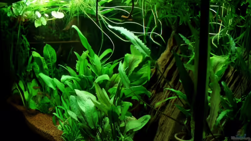 Frontansicht von rechts nach links 24.07.11 von ~Marco~ (16)