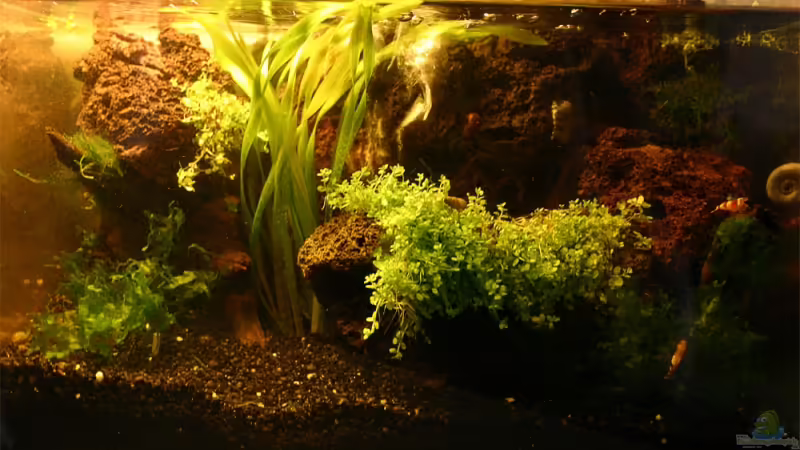 Frontansicht von senf.. (1)