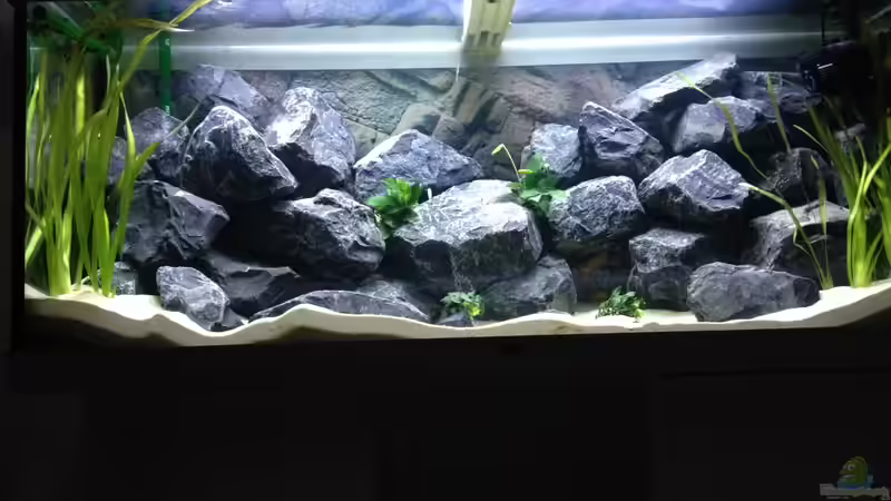 Frontansicht von Vin (1)