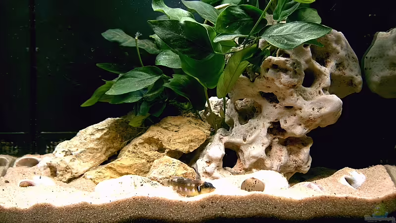 Frontansicht von WD (1)