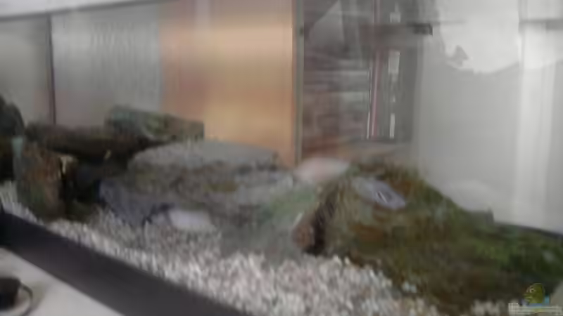 Frontansicht von Xiahtic (1)