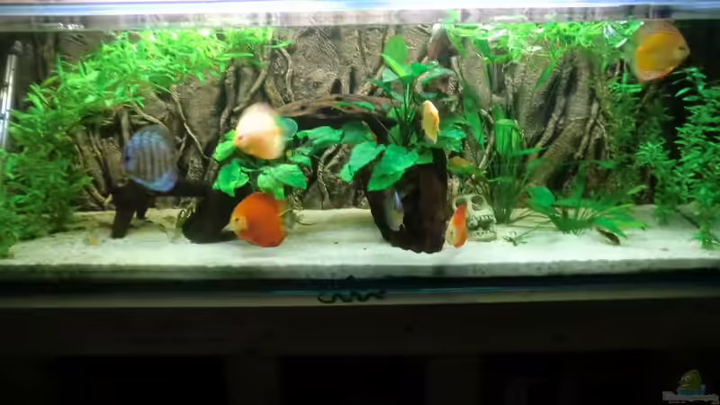 Frontansicht2 von Zugbremser72 (3)