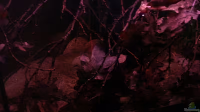 Frontdetail (links unten) 16.05.2013  von Südamerikafreak BK (18)