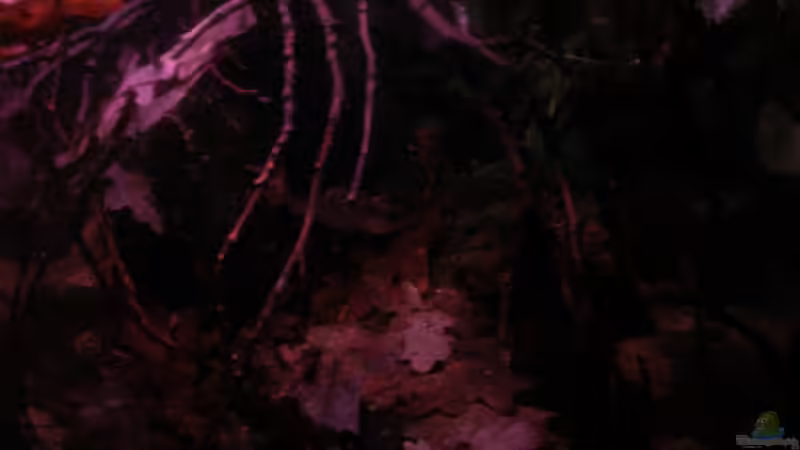 Frontdetail (mittig unten) 16.05.2013  von Südamerikafreak BK (16)