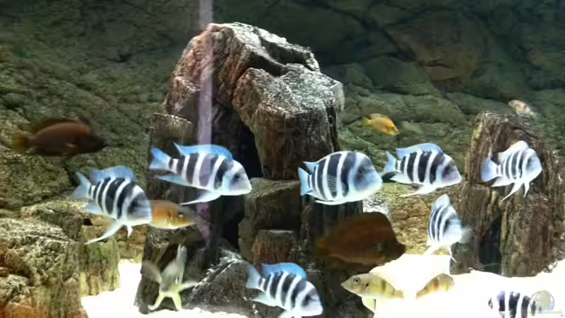 Frontis nach 6 monaten von Manuel Jettki (21)