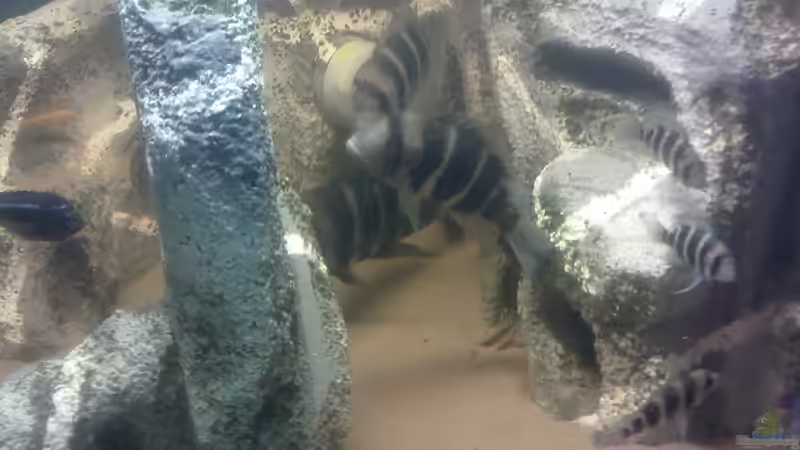 Frontis von Fischer vom Bodensee (2)