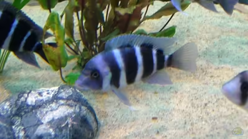 Fronti´s von Hermann Süss (14)