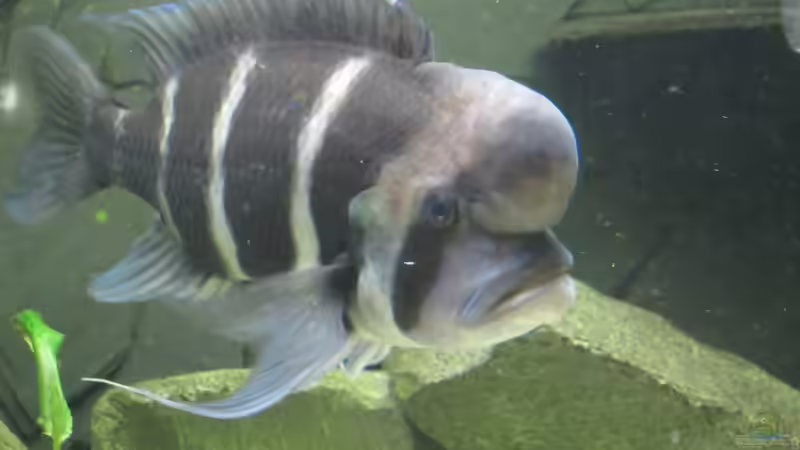 Frontosa-Bock von Patrick K. (7)