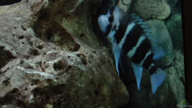 Frontosa Burundi Männchen von Timo Tschöpel (15)