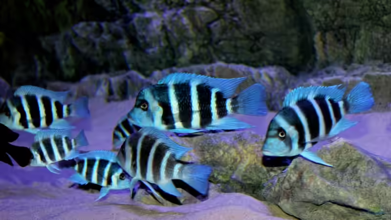 Frontosa Gruppe von Duni (10)