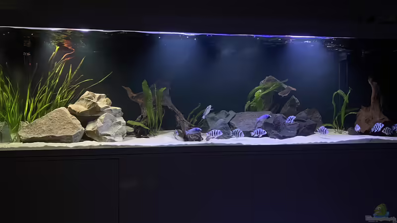 Frontosa Imperium von Stefan B (1)