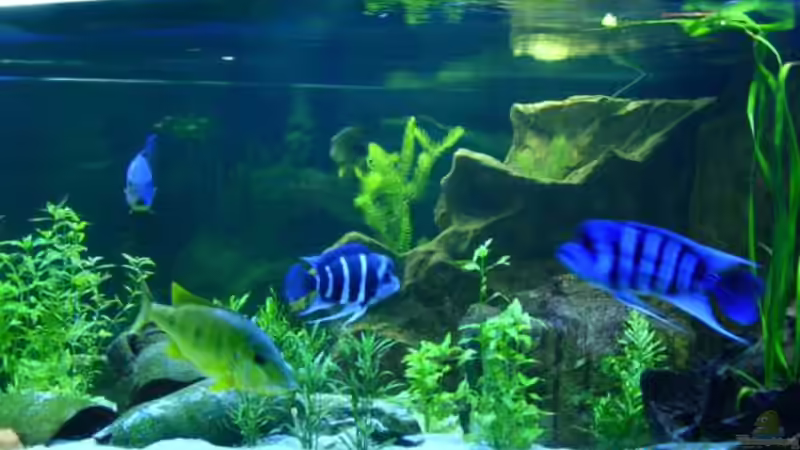 Frontosa von buschen-stahl.de (23)