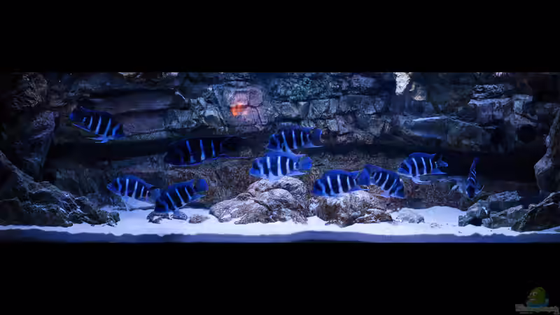 Frontosa von Christian V (1)