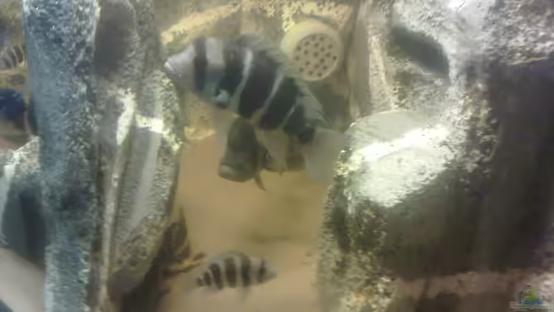 Frontosa von Fischer vom Bodensee (5)